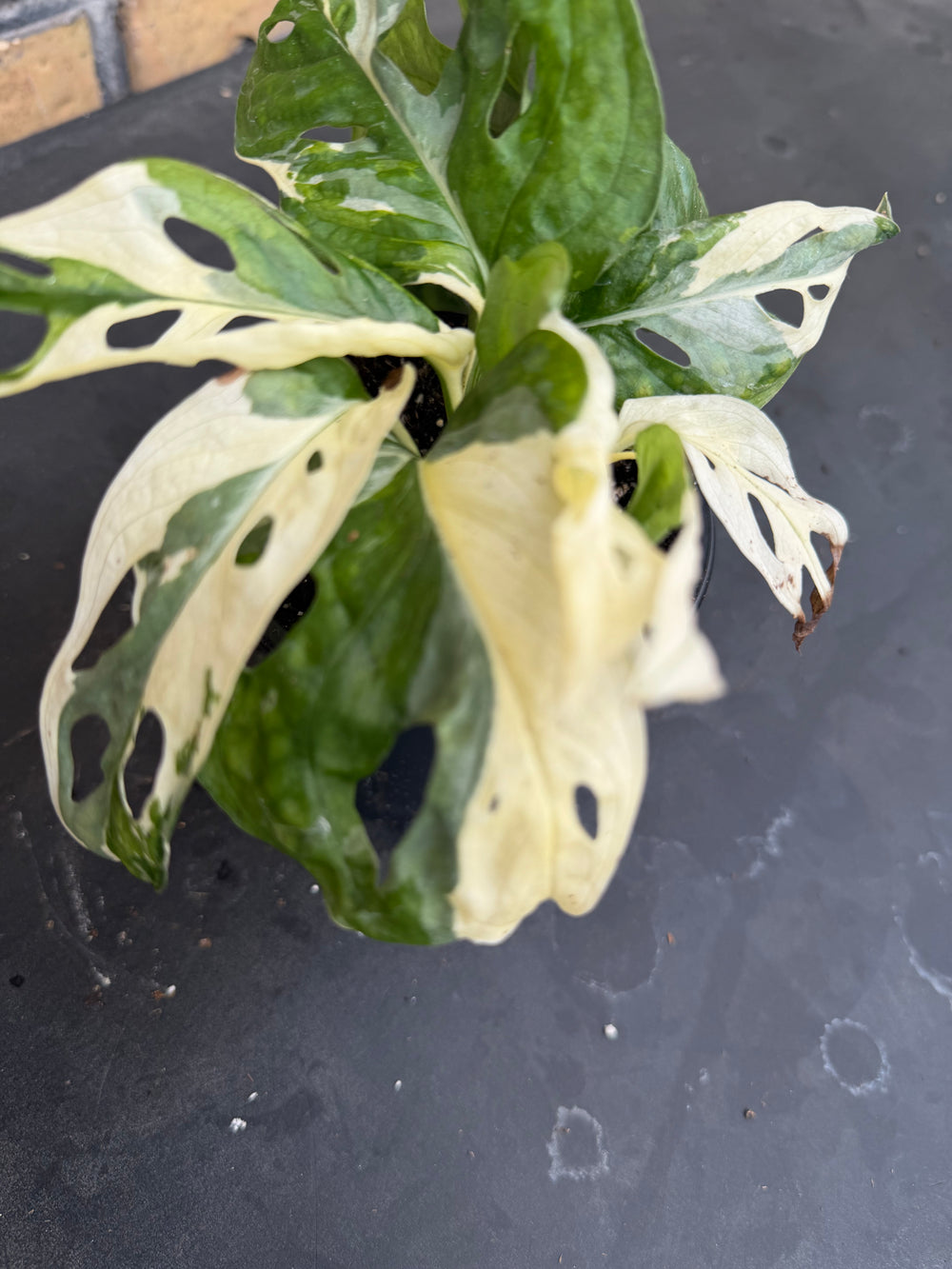 Monstera adansonii Varigata