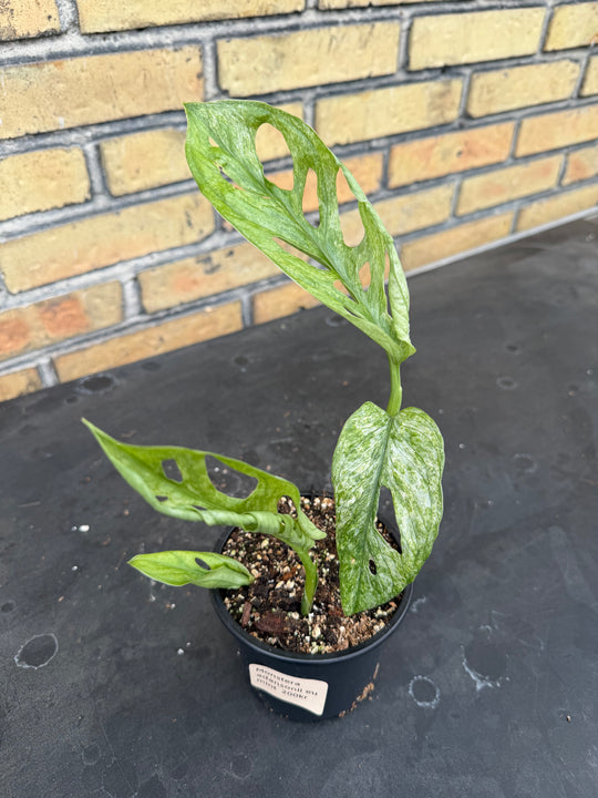 Monstera Adansonii eu mint