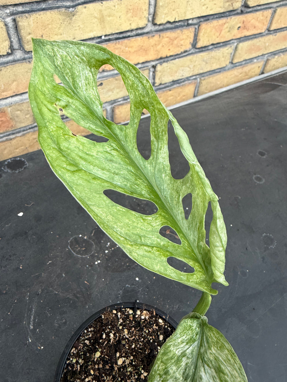 Monstera Adansonii eu minttu