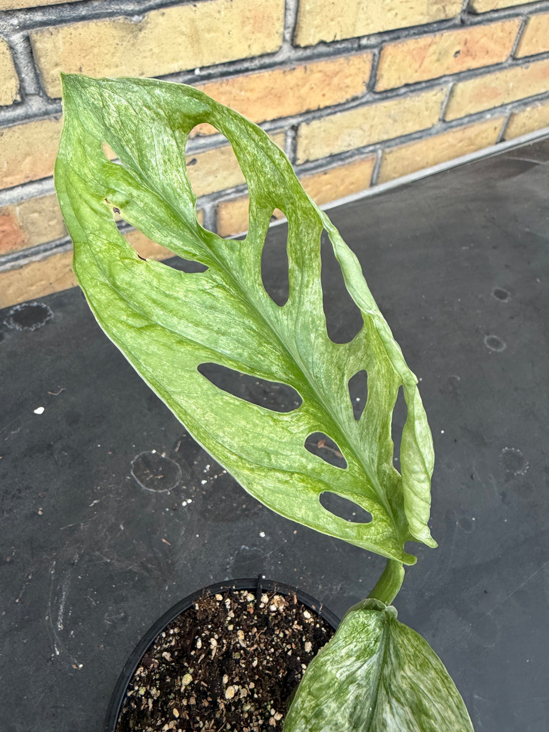 Monstera Adansonii eu mint
