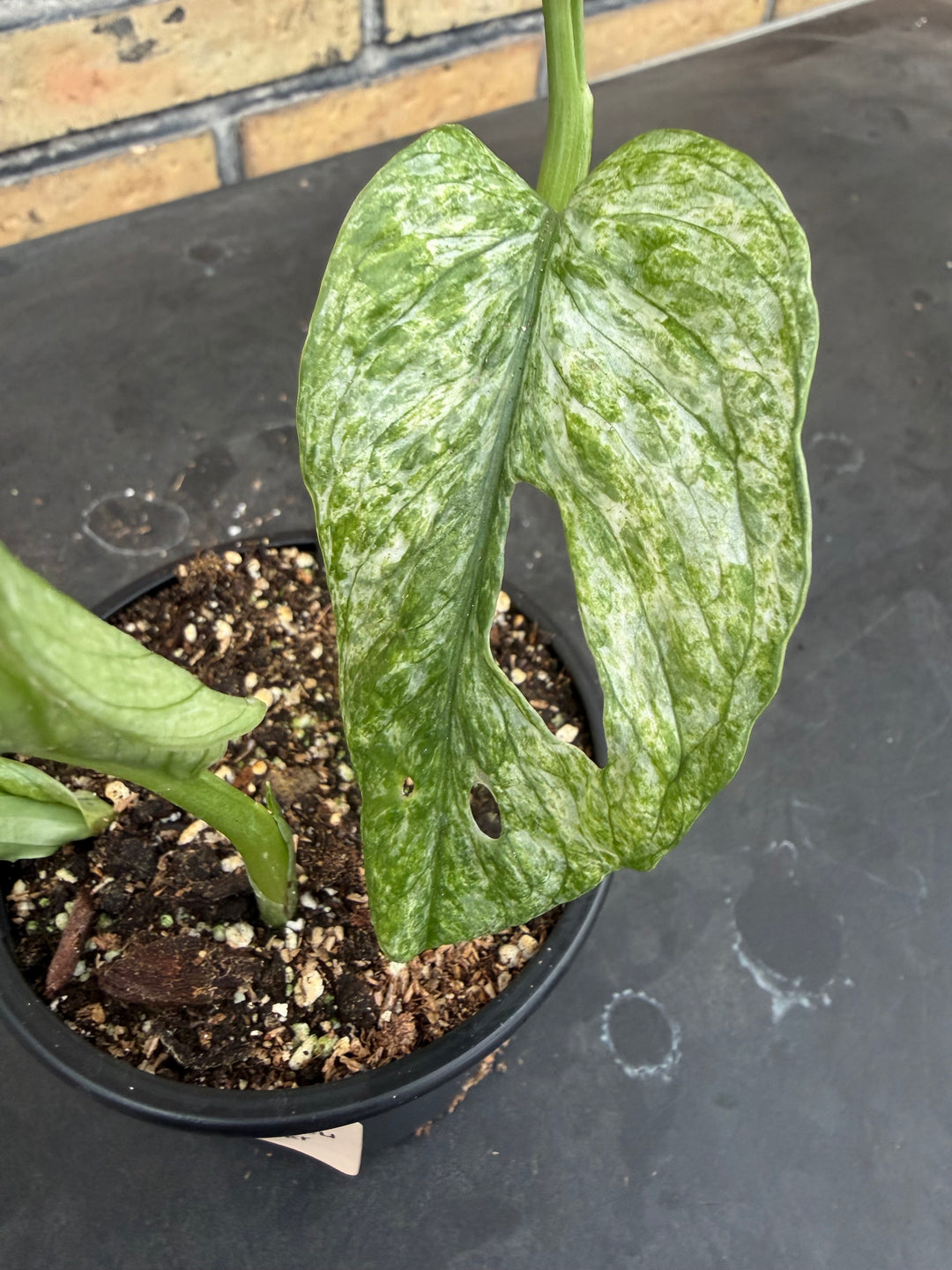 Monstera Adansonii eu mint