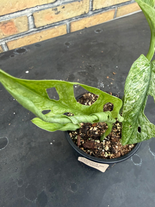Monstera Adansonii eu mint