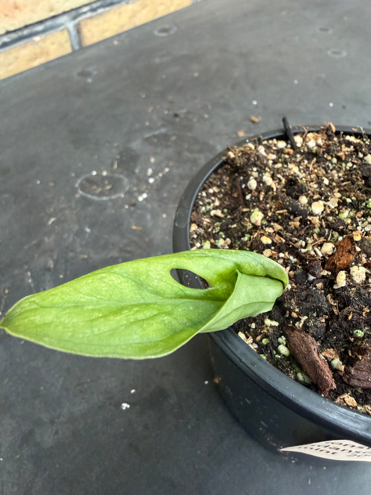 Monstera Adansonii eu mint