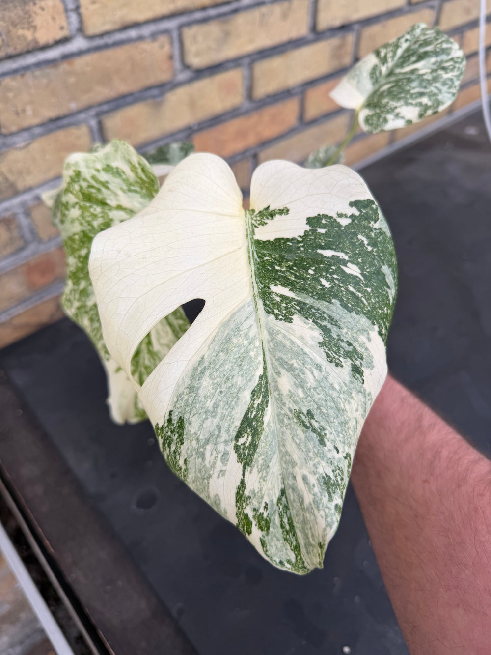 Monstera Thai constellation creme burlee