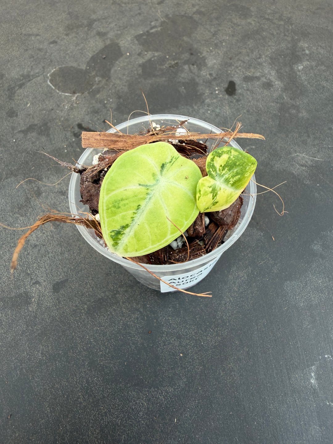 Alocasia Ninja Varigata