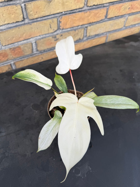 Philodendron Florida ghost