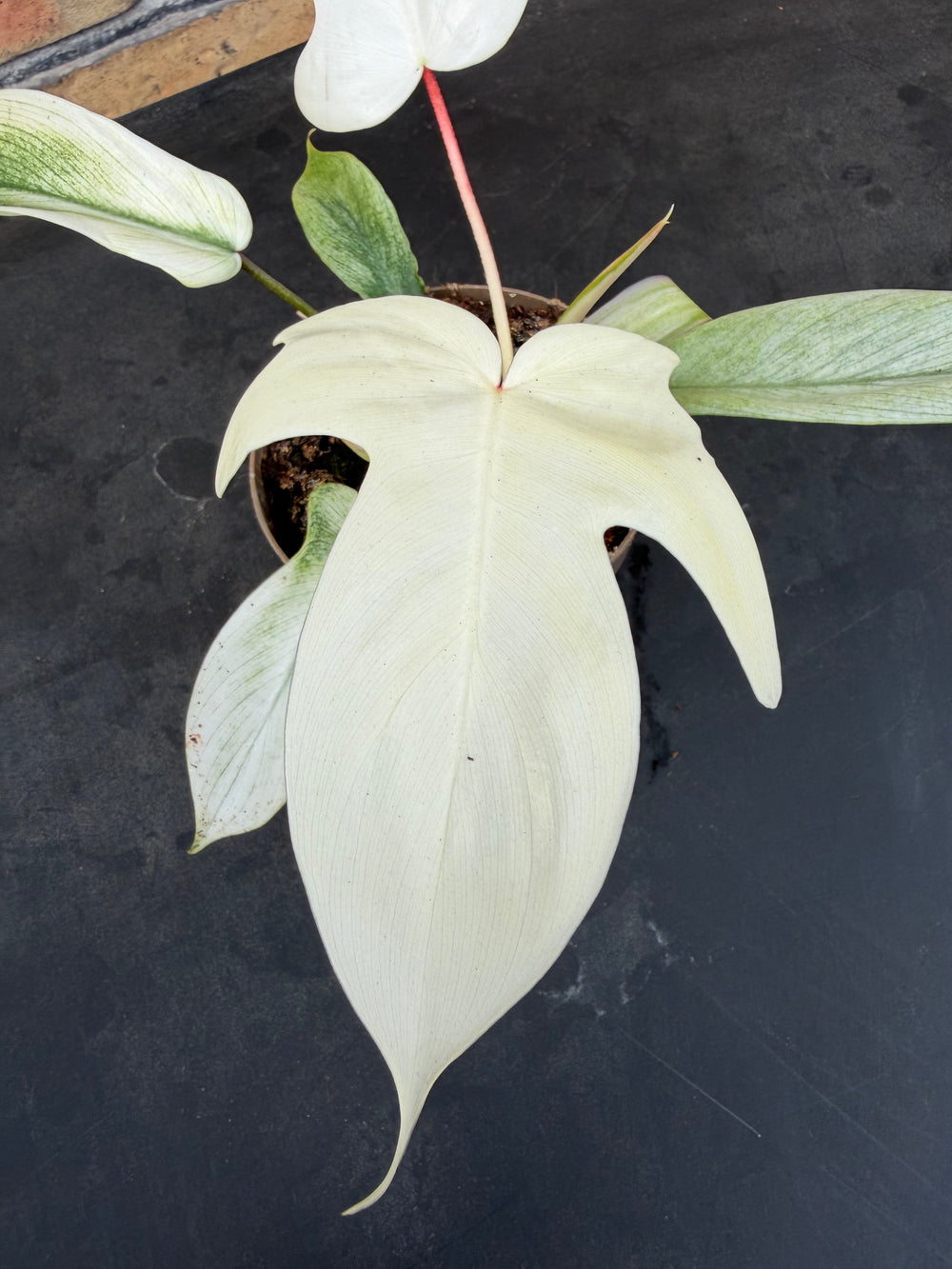 Philodendron Florida ghost