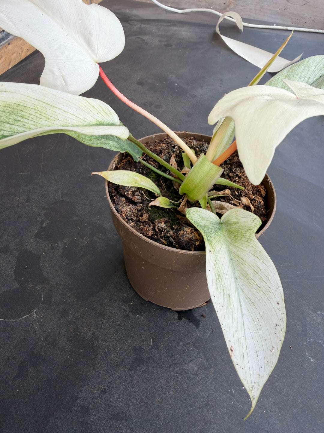 Philodendron Florida ghost