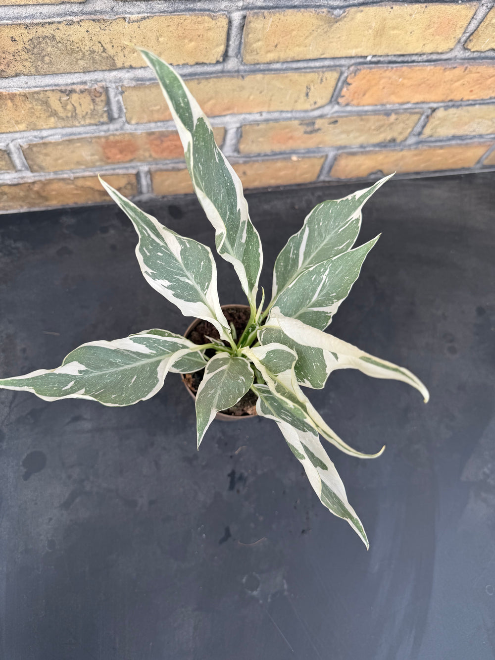 Spathiphyllum diamond variagata
