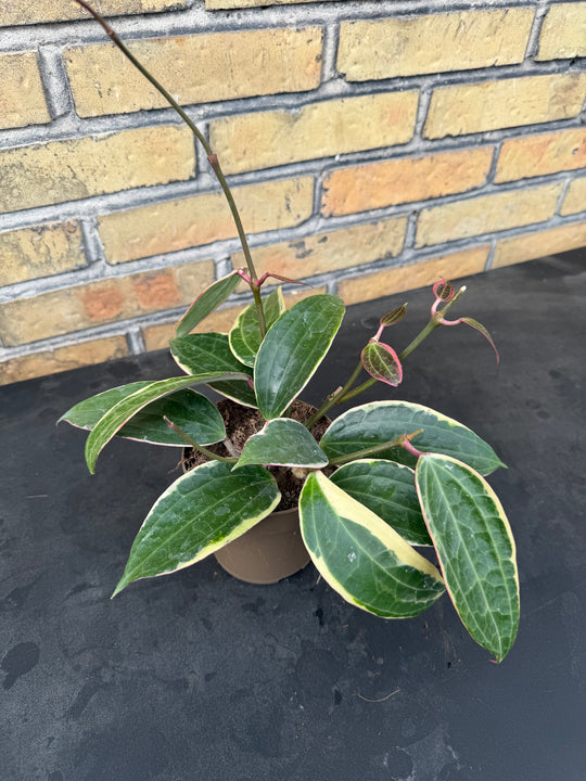 Hoya macrophylla Varigata