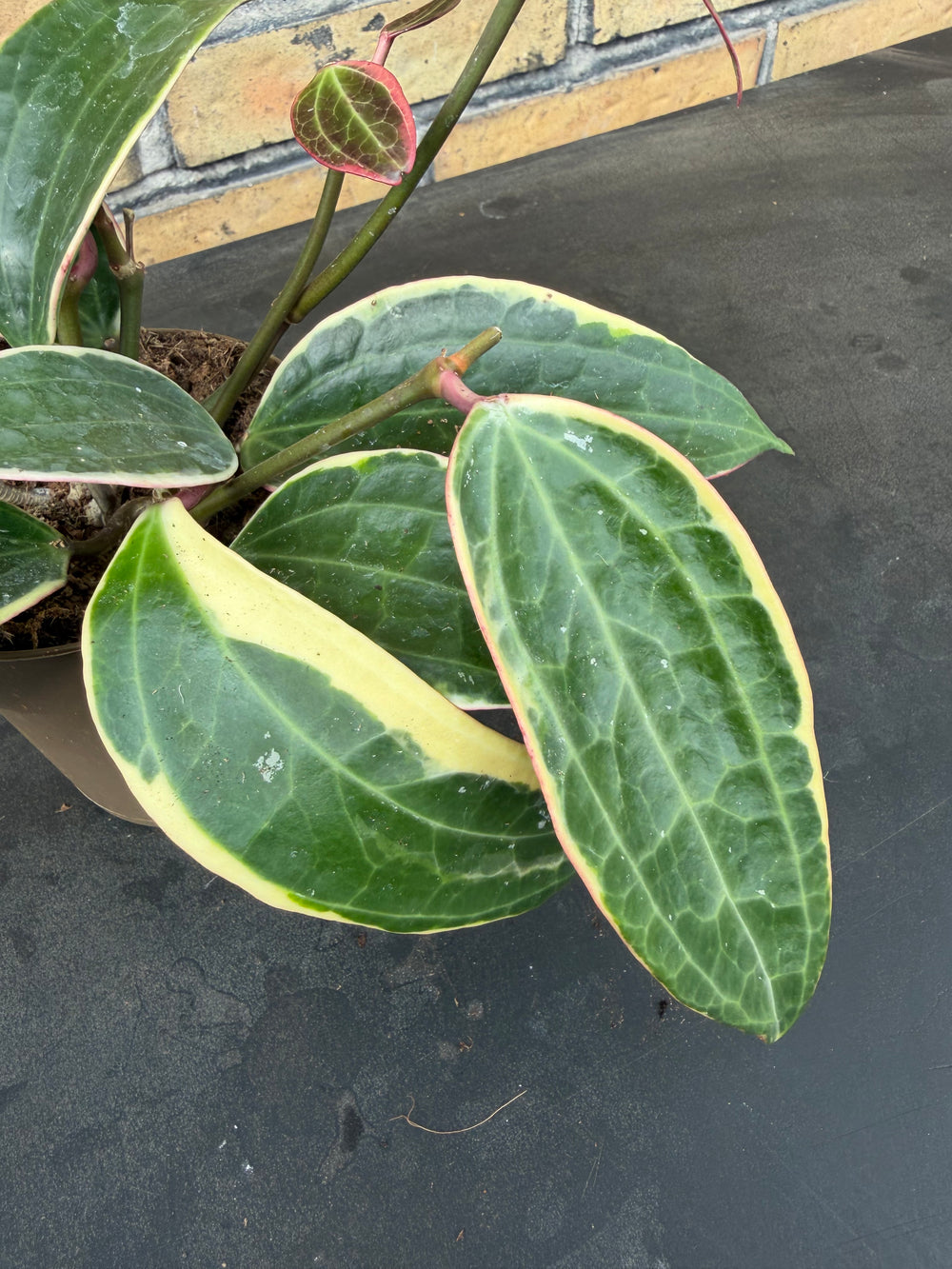 Hoya macrophylla Variegata