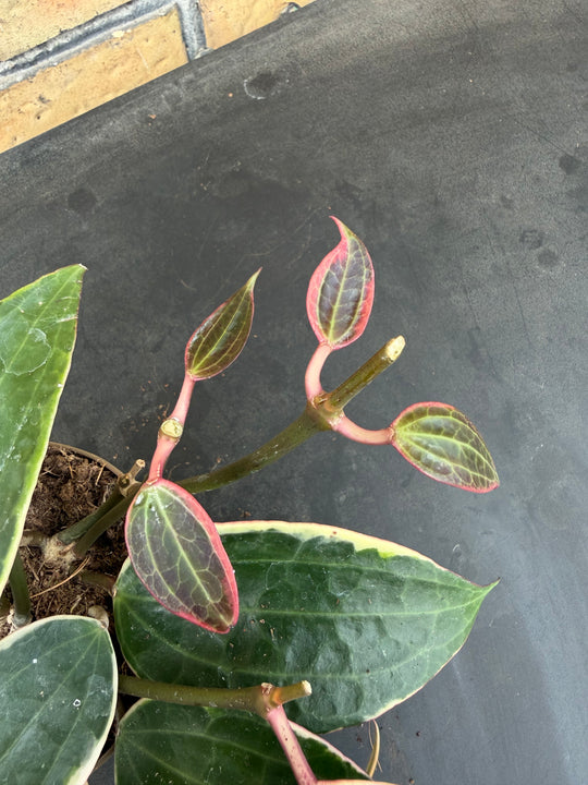 Hoya macrophylla Varigata