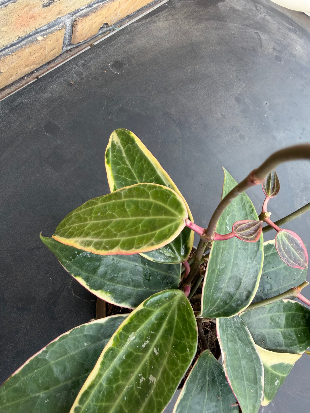 Hoya macrophylla Varigata