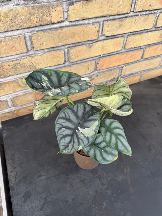 Alocasia silver dragon albo