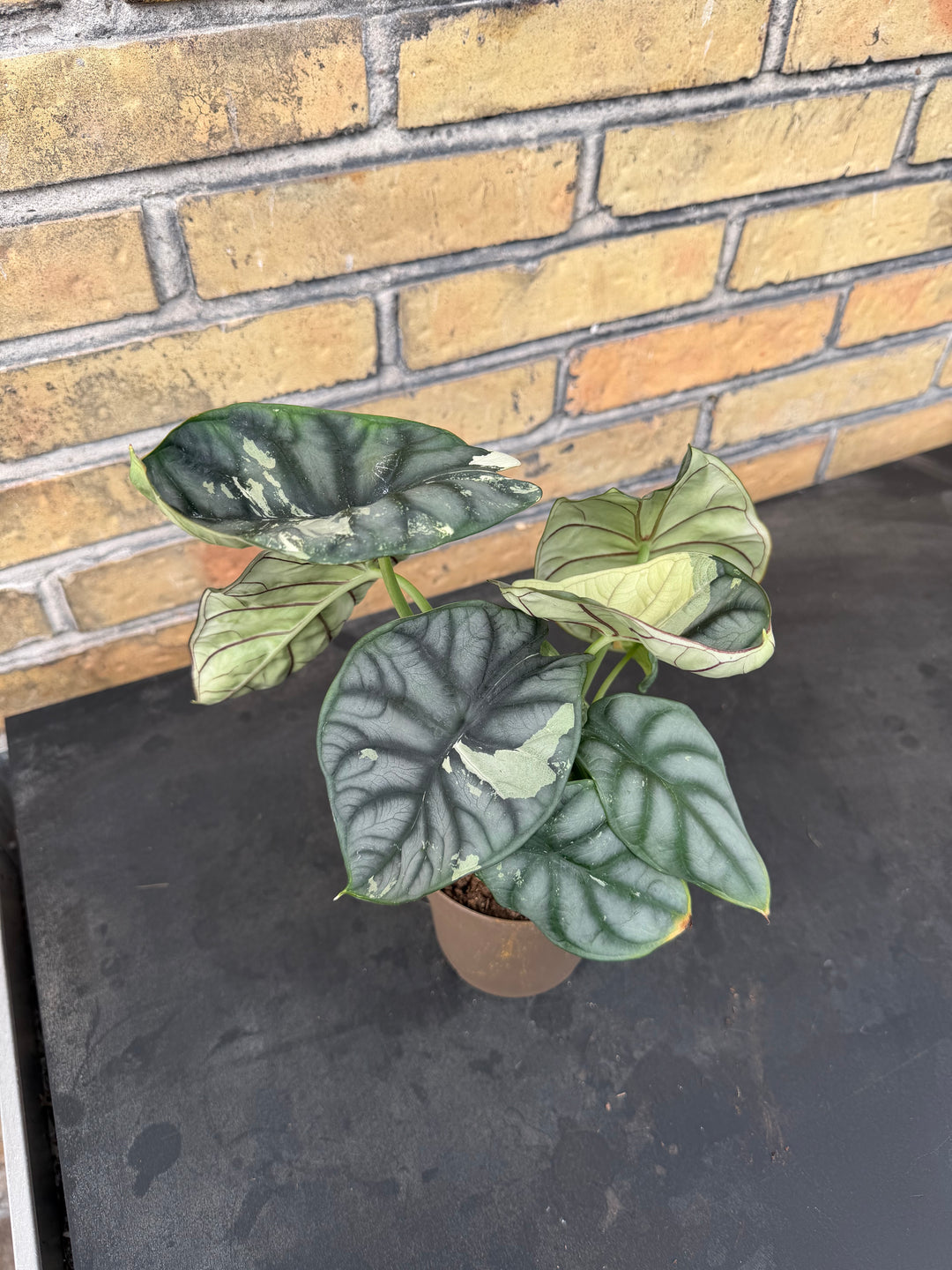 Alocasia silver dragon albo
