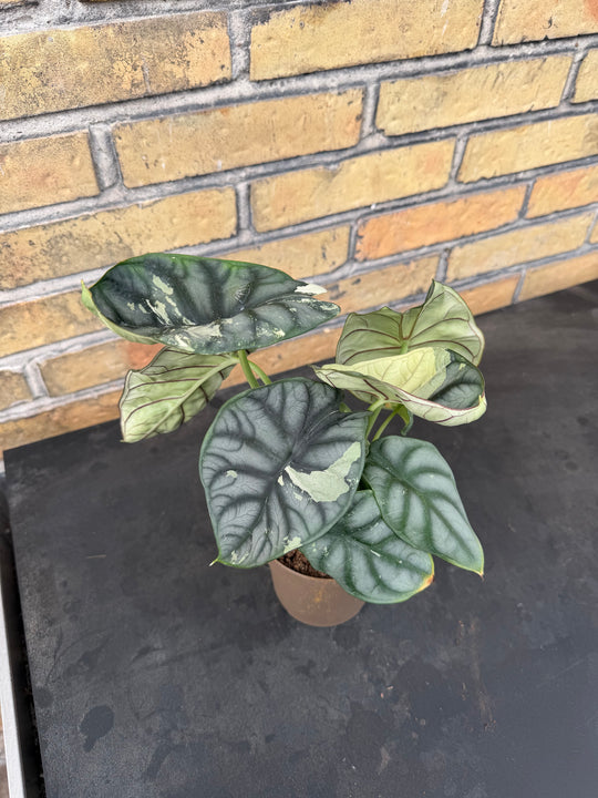 Alocasia silver dragon albo