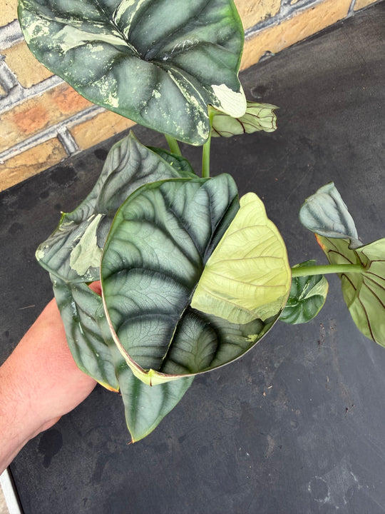 Alocasia silver dragon albo
