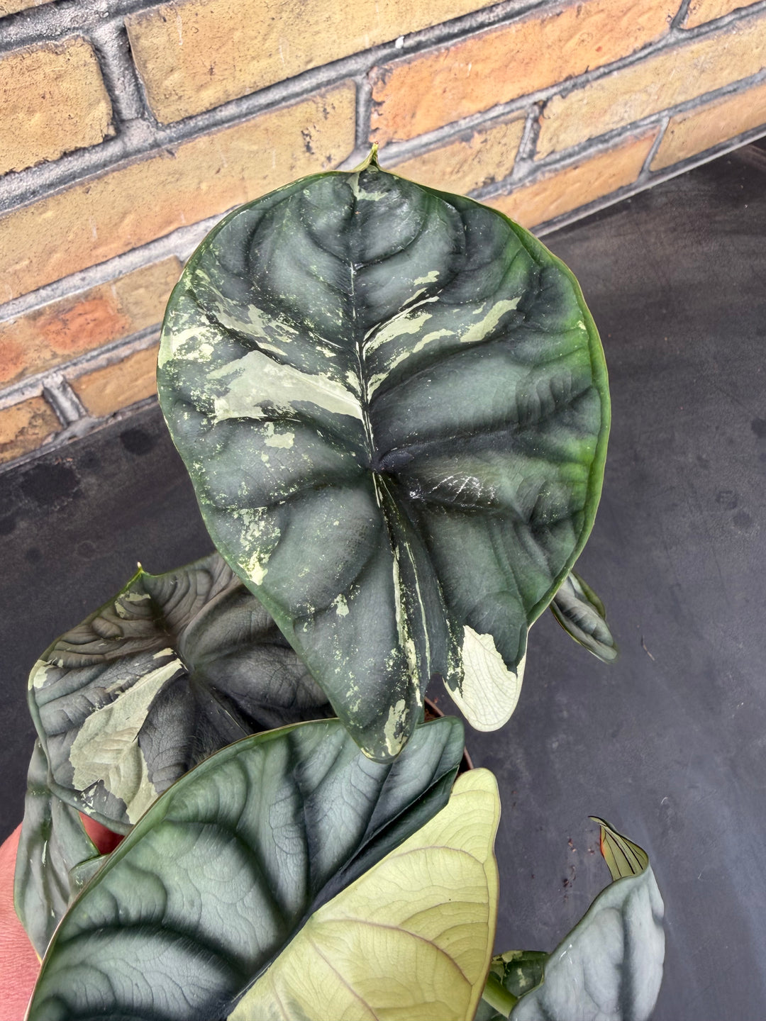 Alocasia silver dragon albo