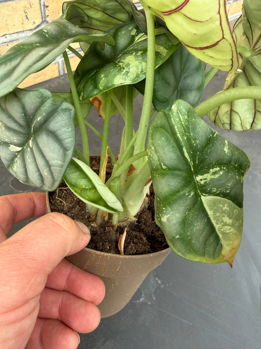 Alocasia silver dragon albo
