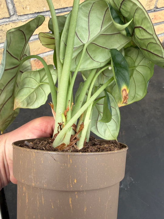 Alocasia silver dragon albo