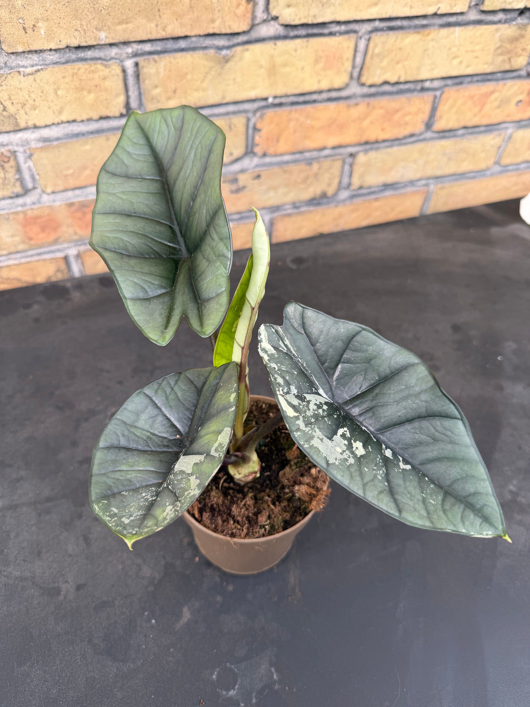 Alocasia platinum albo