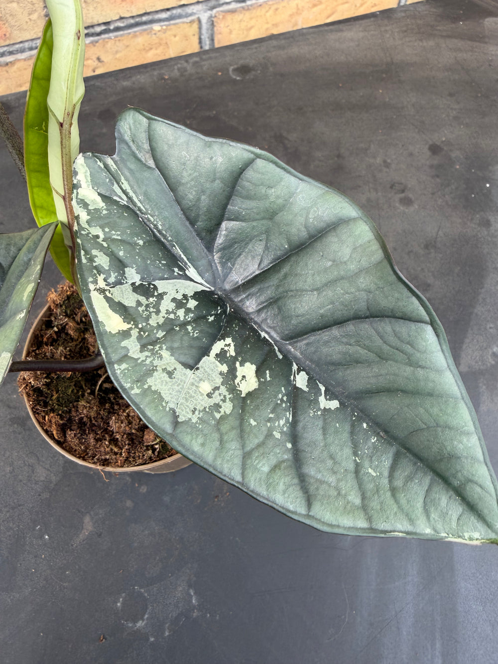 Alocasia platinum albo