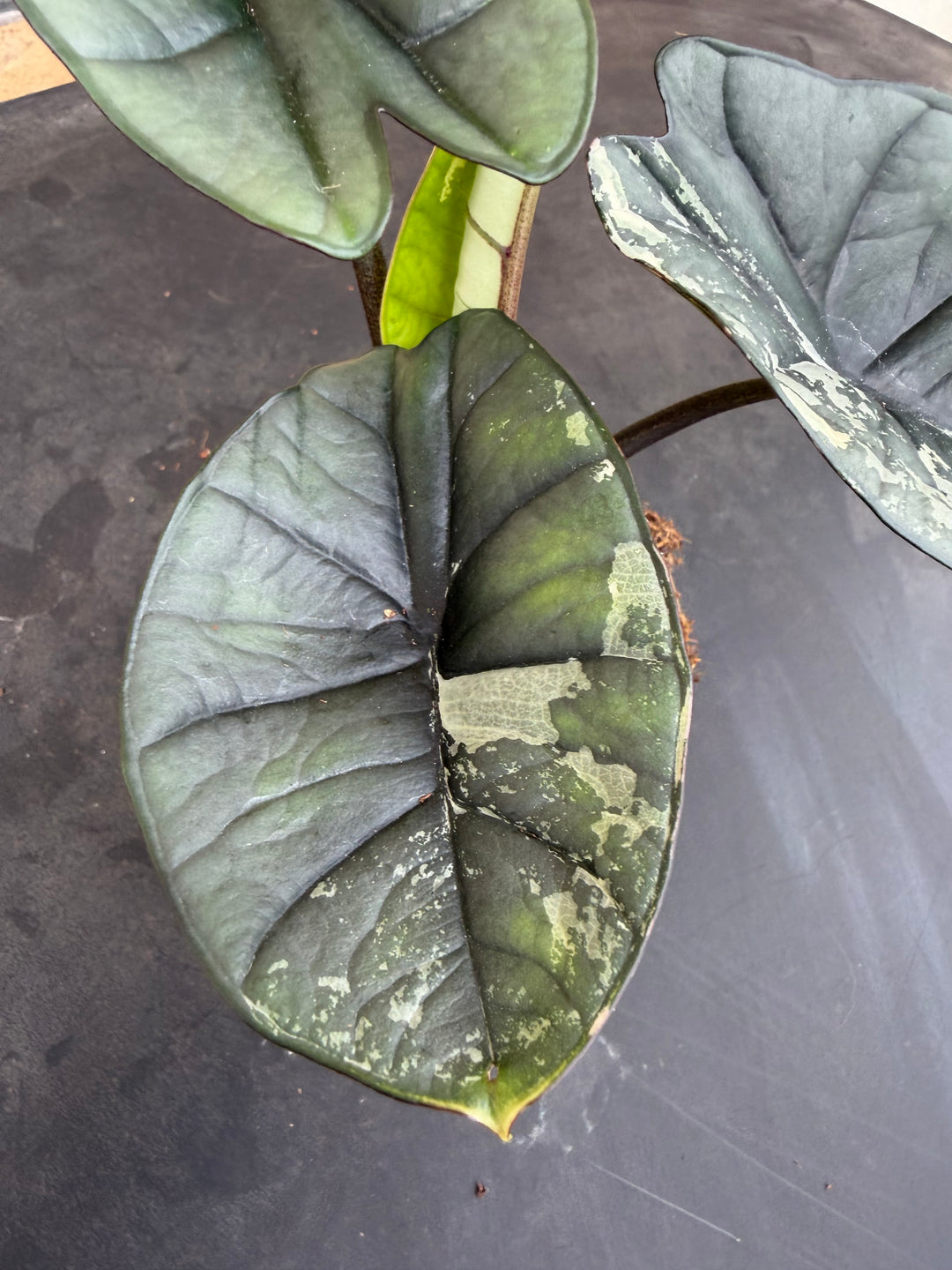 Alocasia platinum albo