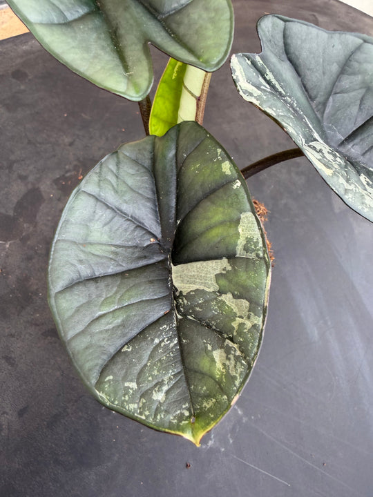 Alocasia platinum albo