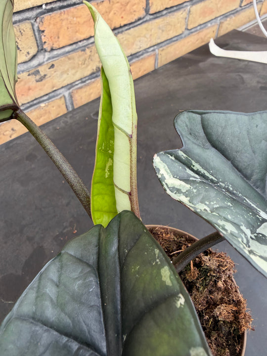 Alocasia platinum albo
