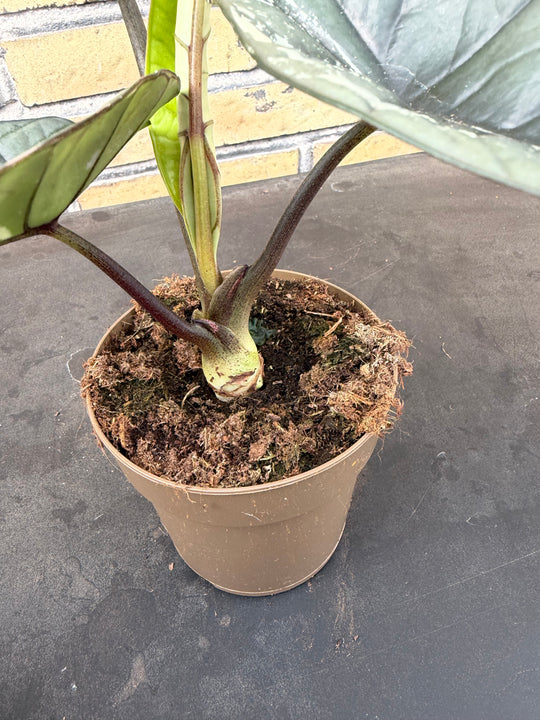 Alocasia platinum albo