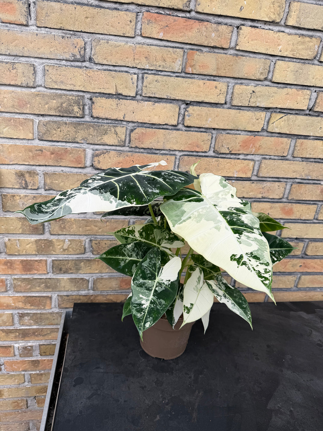 Alocasia Frydek Varigata XXL