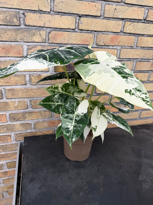 Alocasia Frydek Varigata XXL