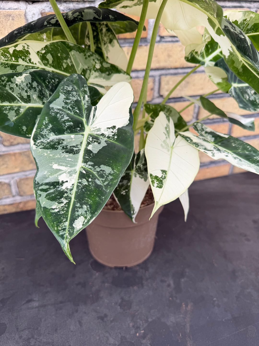 Alocasia Frydek Varigata XXL