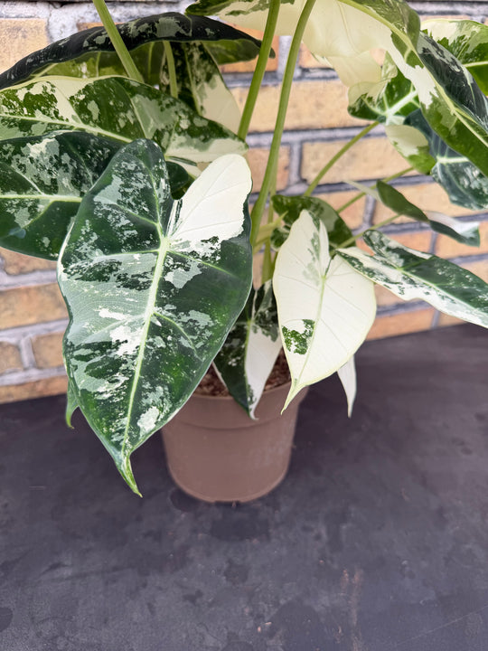 Alocasia Frydek Varigata XXL