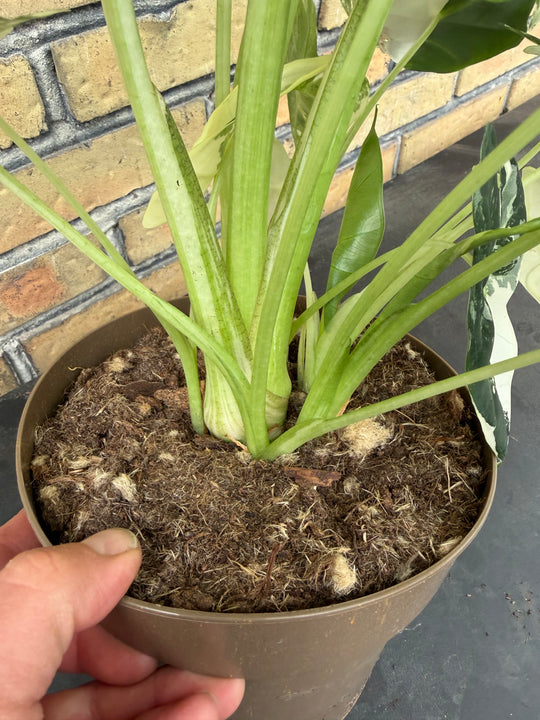 Alocasia Frydek Varigata XXL