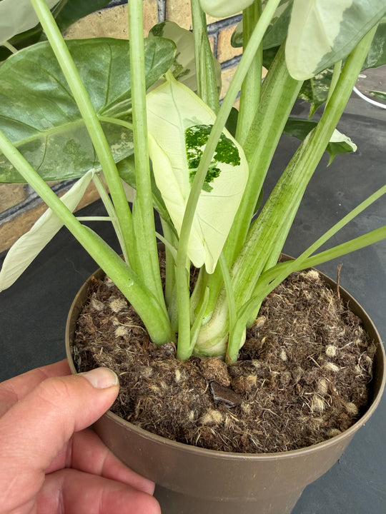 Alocasia Frydek Varigata XXL
