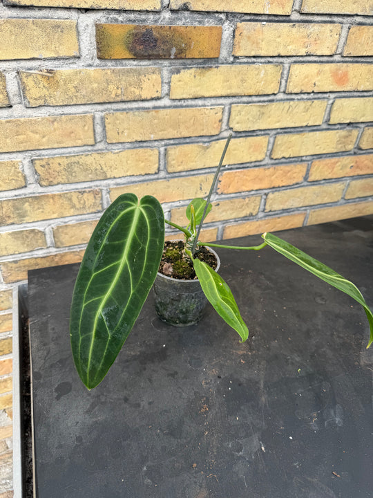 Anthurium warocqueanum 'Queen'
