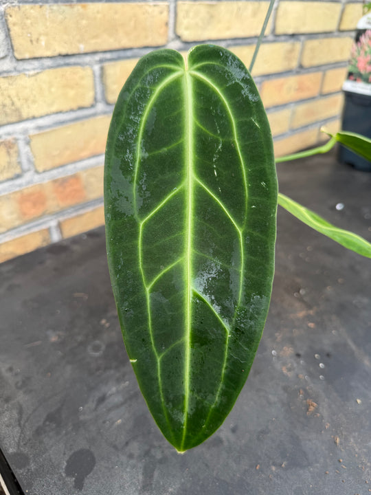Anthurium warocqueanum 'Queen'