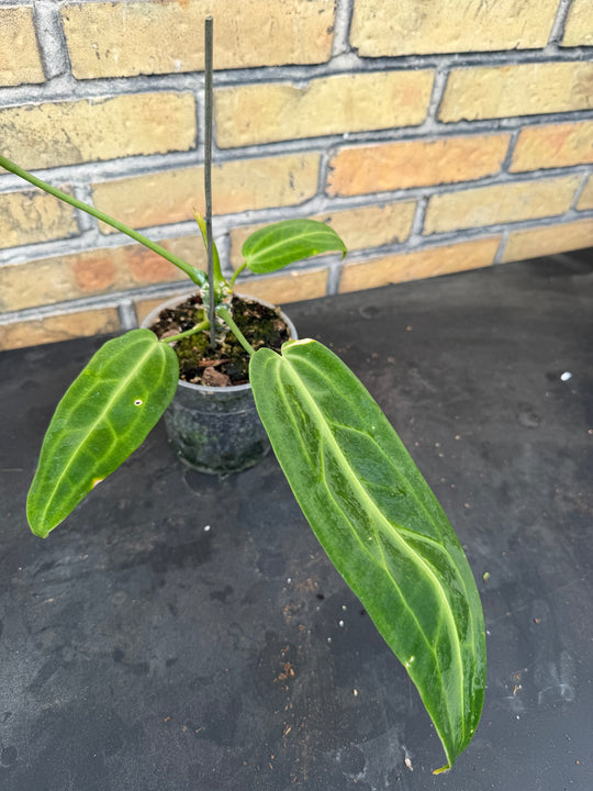 Anthurium warocqueanum 'Queen'