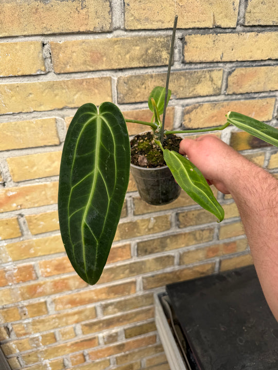 Anthurium warocqueanum 'Queen'
