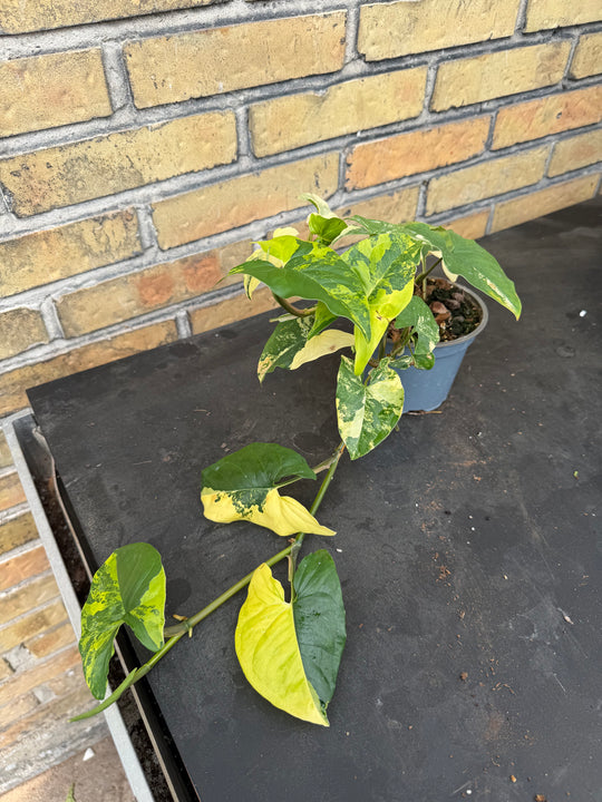 Syngonium aurea