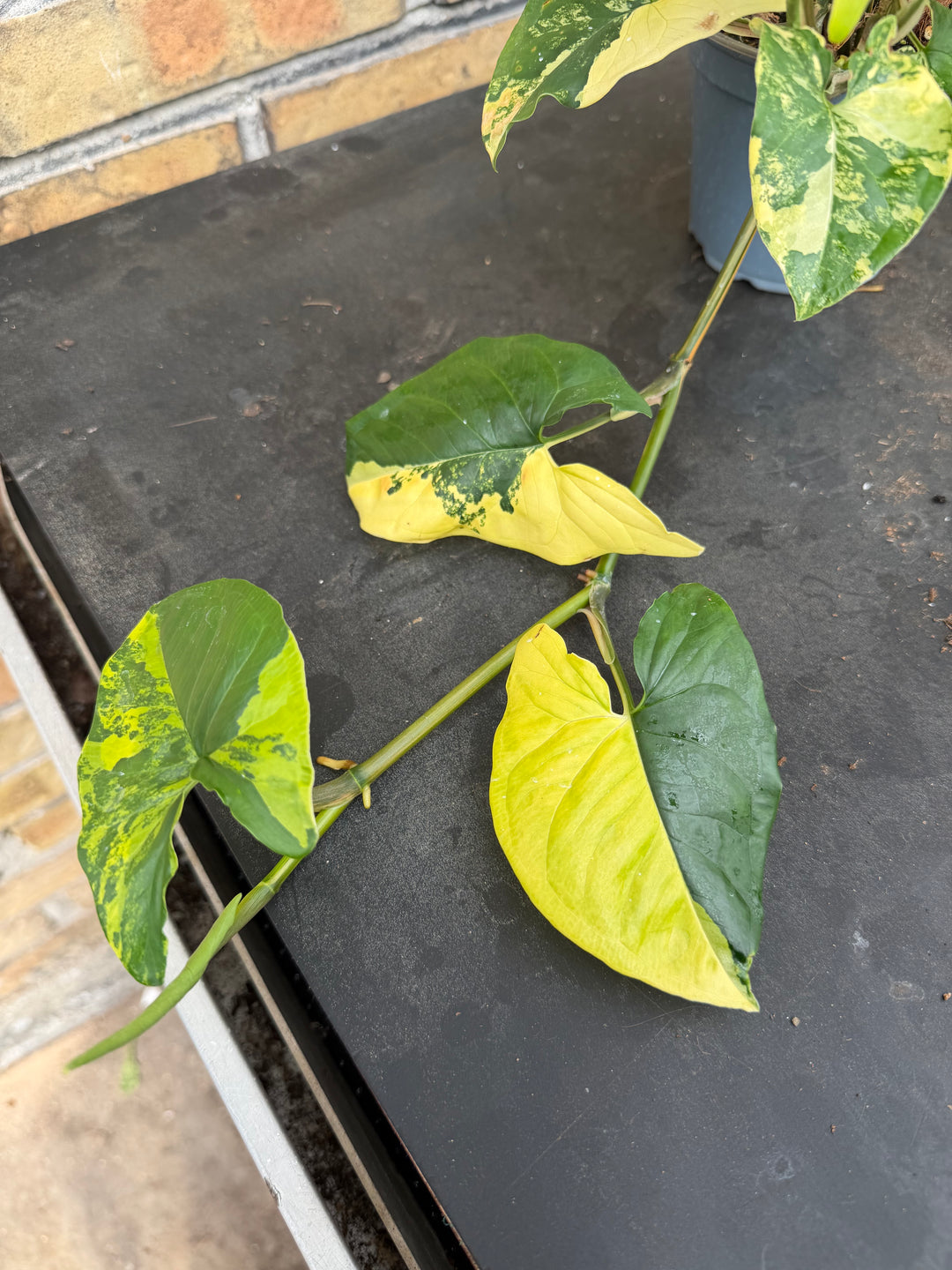 Syngonium aurea