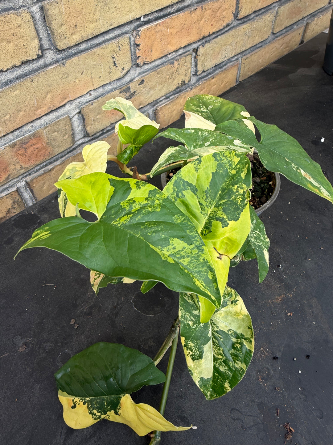 Syngonium aurea