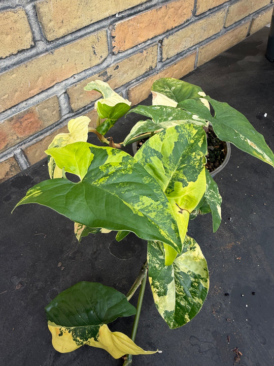 Syngonium aurea