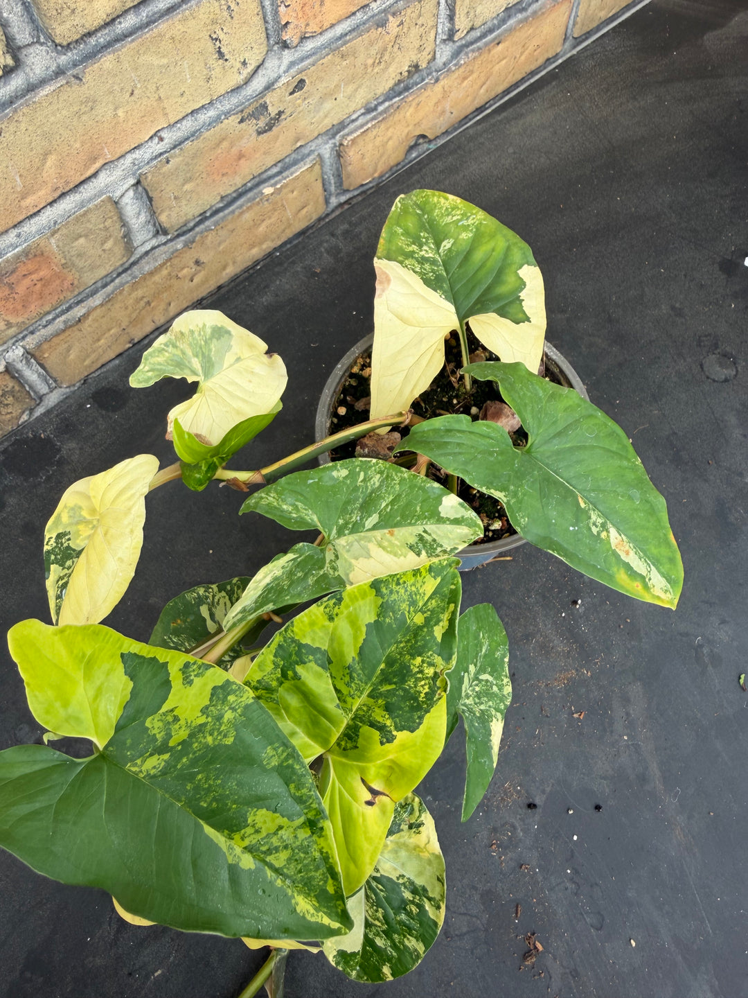 Syngonium aurea