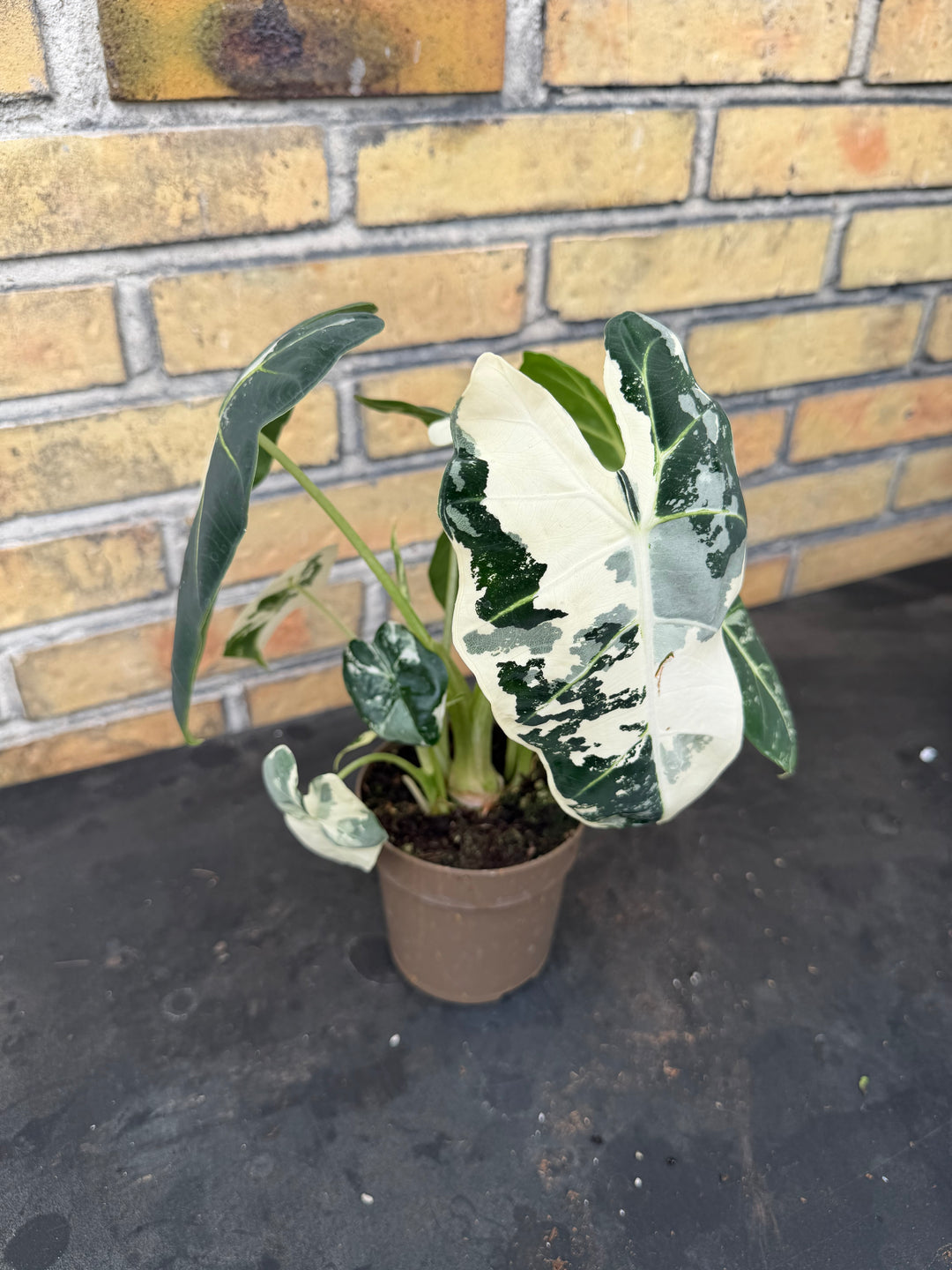 Alocasia frydek Varigata