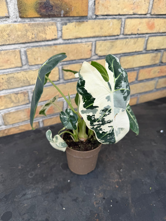 Alocasia frydek Varigata