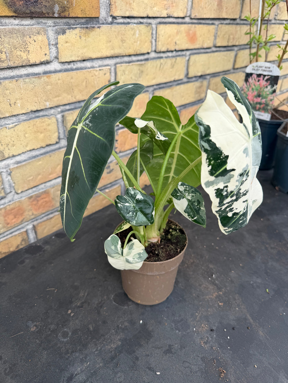Alocasia frydek Varigata