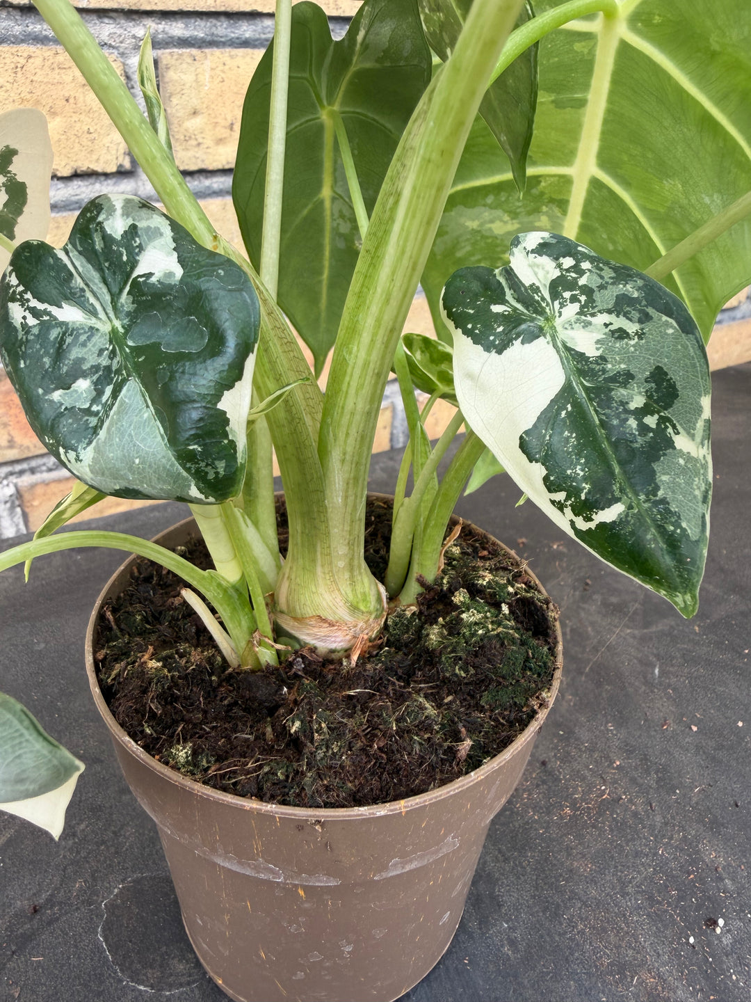 Alocasia frydek Varigata
