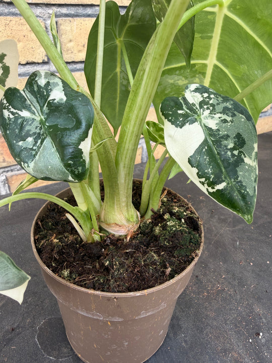 Alocasia frydek Varigata